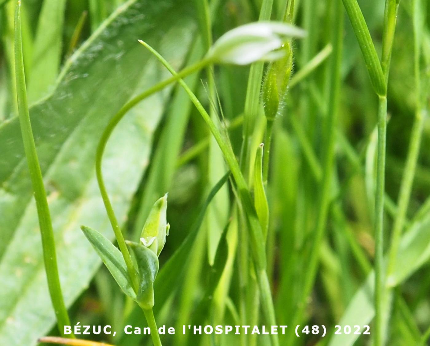 Mouse-ear, Upright leaf